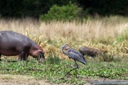Hippo and goliath heron
